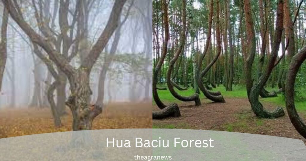 Hau-baciu-forest