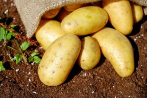 Agra Set to Become South Asia’s Global Hub for Tuber Crop Innovation and Potato Power